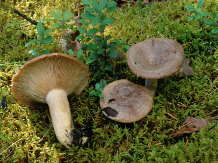Specie interessanti dalla LAPPONIA due